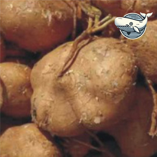 웰빙 히카마 씨앗 자연재배 식용작물 건강식물