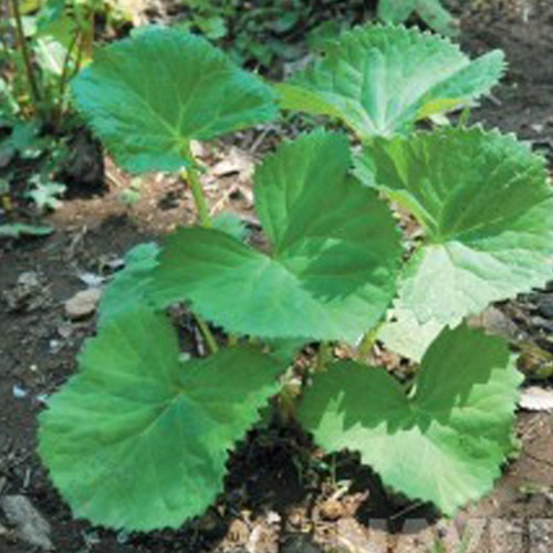 국산 봄 가을 산나물 곰취 씨앗 품종 종자 100립